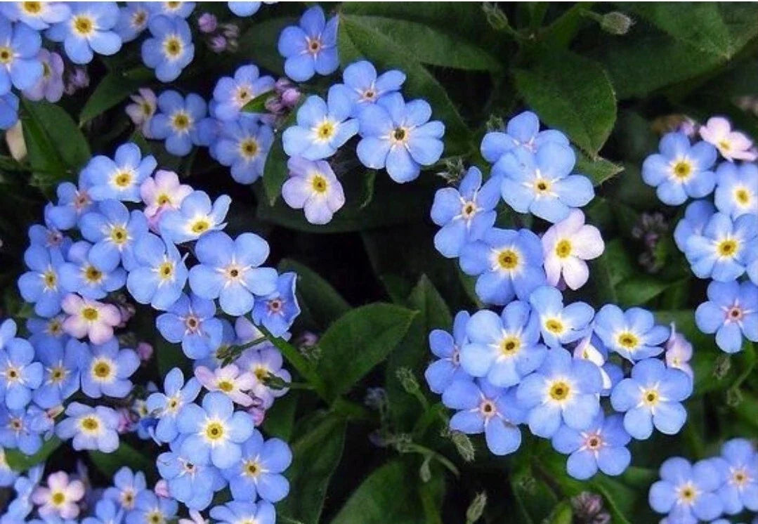 Blue Forget Me Not Flower Seeds - 100+ Heirloom Non-GMO Seeds for Gardens & Containers - Cynoglossum amabile
