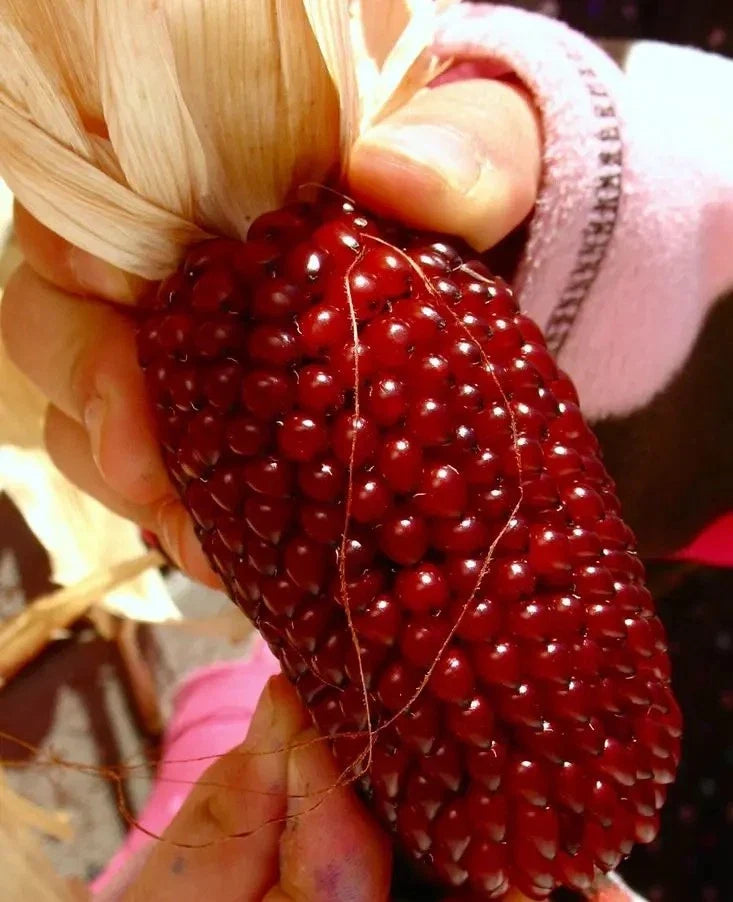 Organic Strawberry Ruby Corn Seeds – Heirloom Sweet Popcorn, Ruby Red Kernels, Non-GMO, Organic Zea mays, 30+ Seeds