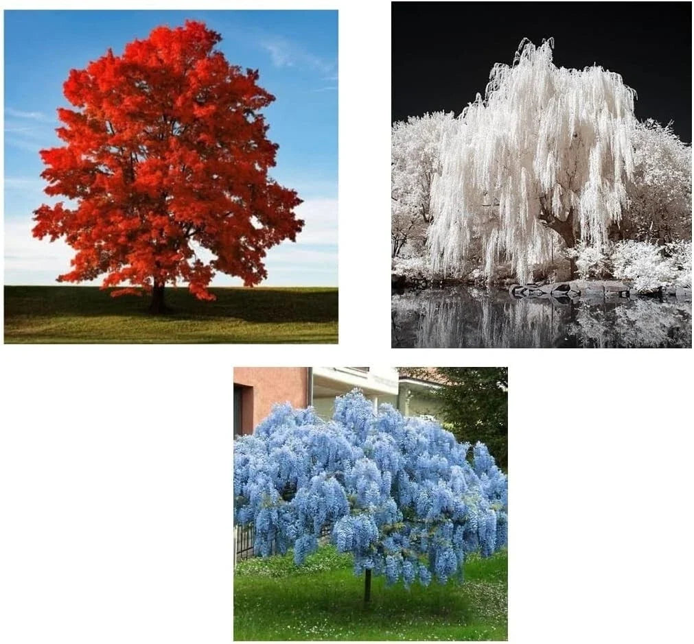 Patriotic Tree Seedlings Packet with Red Maple, White Willow, Blue Wisteria - Acer rubrum, Salix alba, Wisteria floribunda