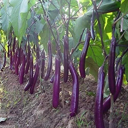 Long Purple Eggplant Seeds | Non-GMO Heirloom Solanum melongena | 150+ Pack for Gardening