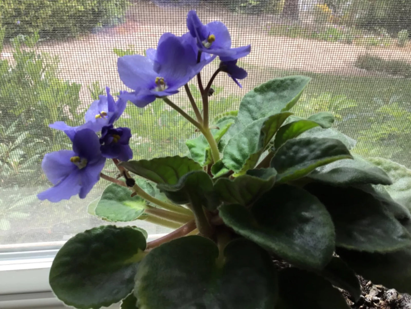 African Violet Cutting 6 Inch Long Stemmed Sport - Saintpaulia ionantha Elegance with Rooting Leaves