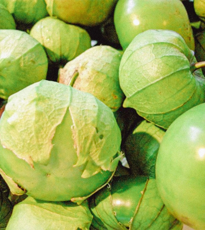 Organic Green Tomatillo Seeds Pack – Physalis ixocarpa for Salsa, Home Garden, Container Planting, 50+ Seeds