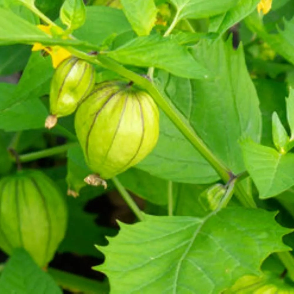 Tomatillo Seeds | Grande Rio Verde Heirloom NON-GMO | Physalis ixocarpa | Fresh Garden Seeds for Salsa & Cooking