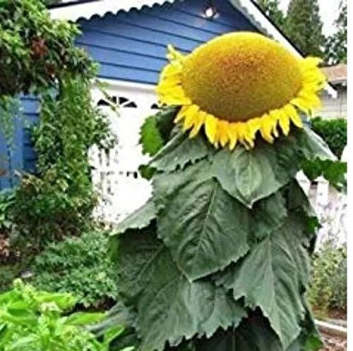 Mongolian Sunflower Seeds 10 Pack | Helianthus annuus | Largest Sunflower in the World