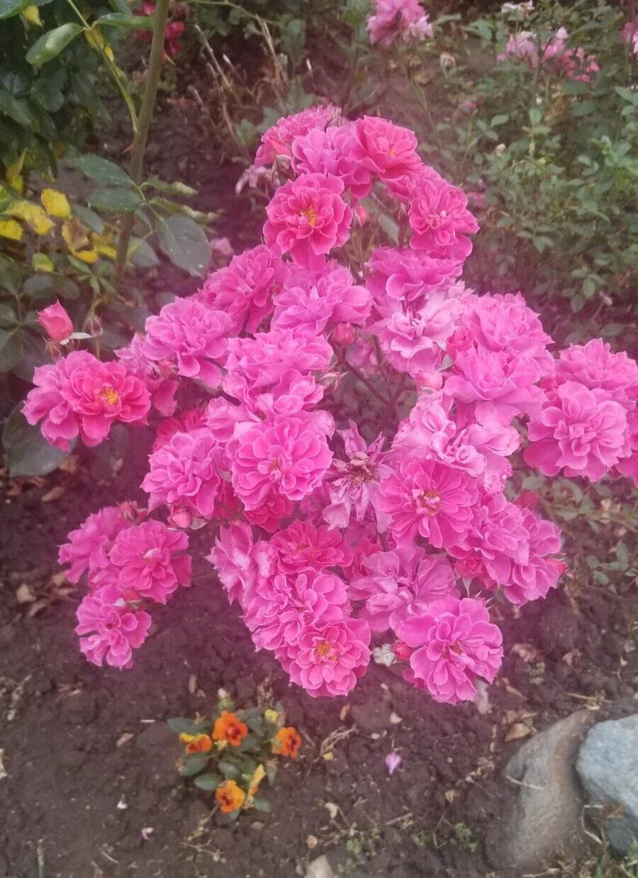 Deep Pink Miniature Rose Cuttings - Live Fresh 3-Pack | Rosa spp.