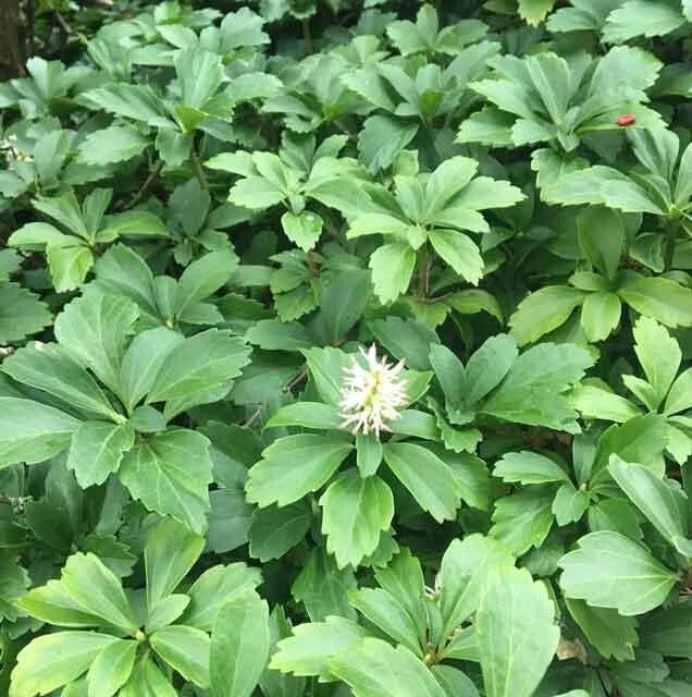 Japanese Spurge Groundcover 4" Pot Pachysandra terminalis Evergreen White Flowers for Shade Gardens