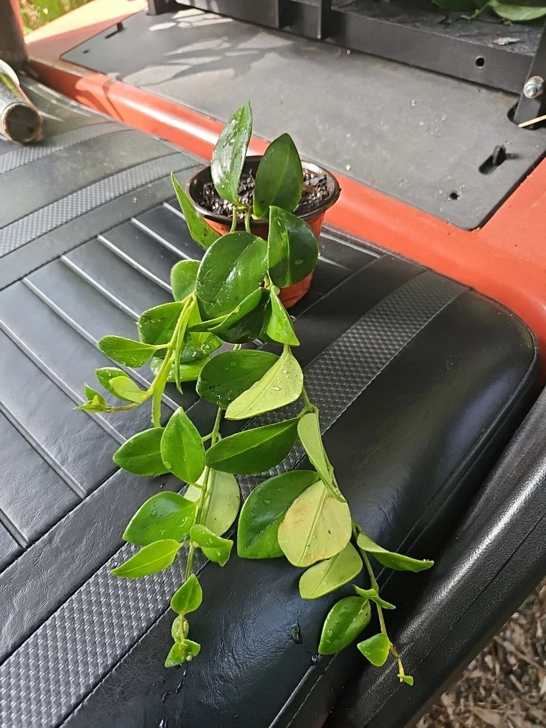 Lipstick Plant 4" Pot - Aeschynanthus obconicus Mona Lisa, Trailing Indoor Houseplant