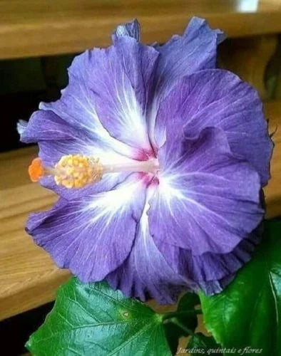 Blue White Hibiscus Seeds - Perennial Flower Seeds for Garden, Hibiscus rosa-sinensis, Attracts Pollinators, Easy to Grow