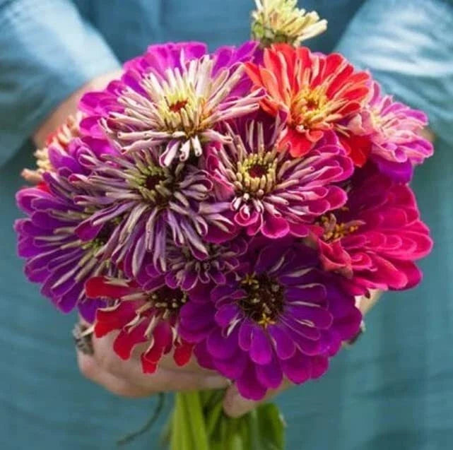 Zinnia Seeds - Meteor Shower Mix - Colorful Annual Flower Seeds - Zinnia elegans - 100 Seeds