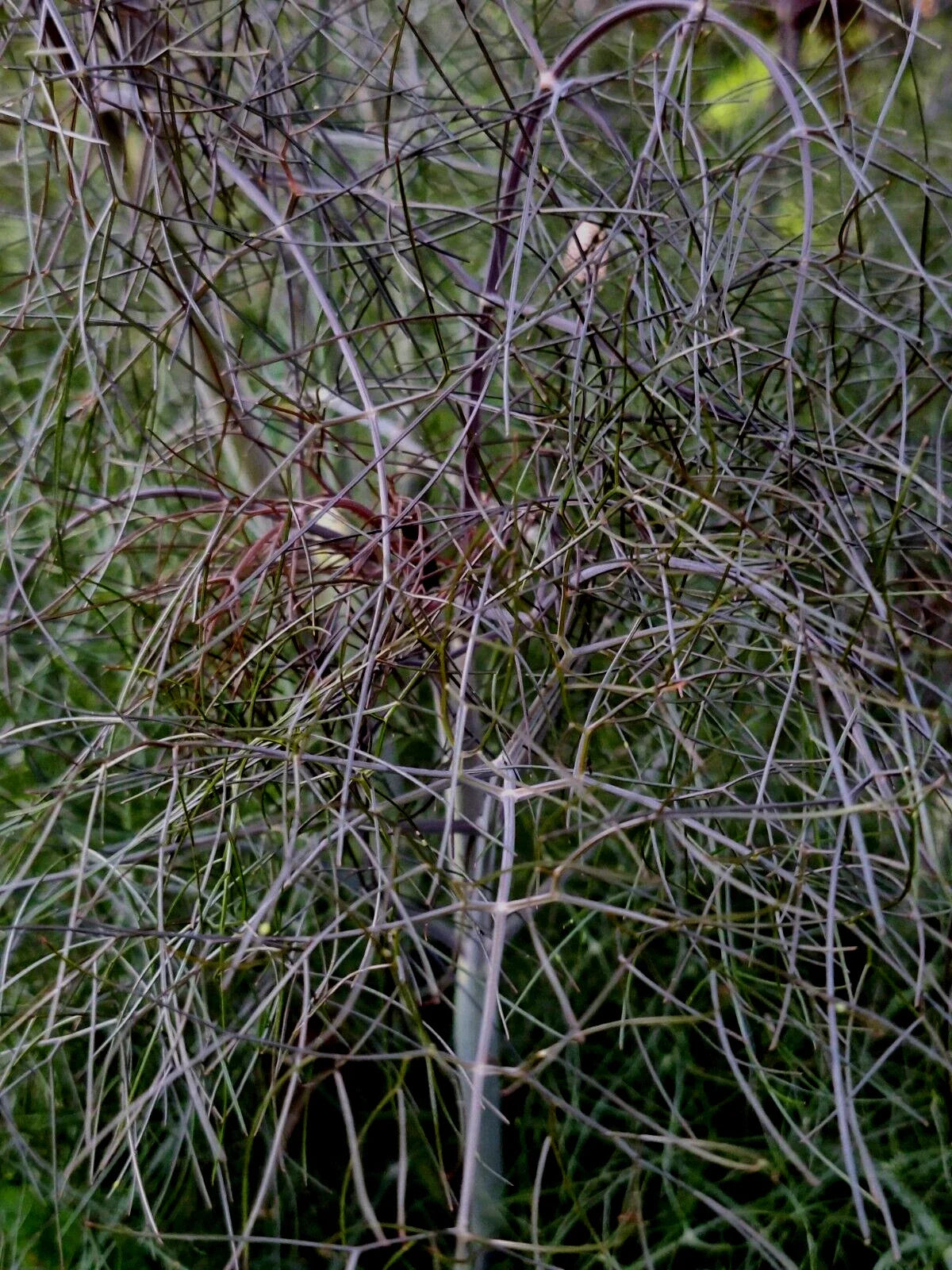Bronze Fennel Seeds - 100 Pack, Dark Purple Foliage, Yellow Flowers, Licorice Flavor, Foeniculum vulgare 'Purpureum'