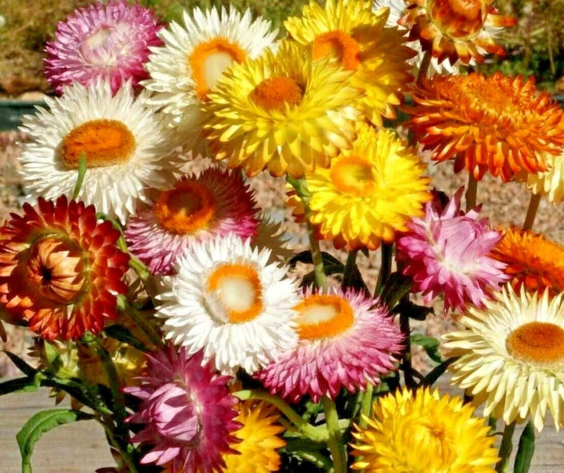 Strawflower Seeds Mix – 401+ Wildflower Seeds for Dried Flowers & Garden – Xerochrysum bracteatum
