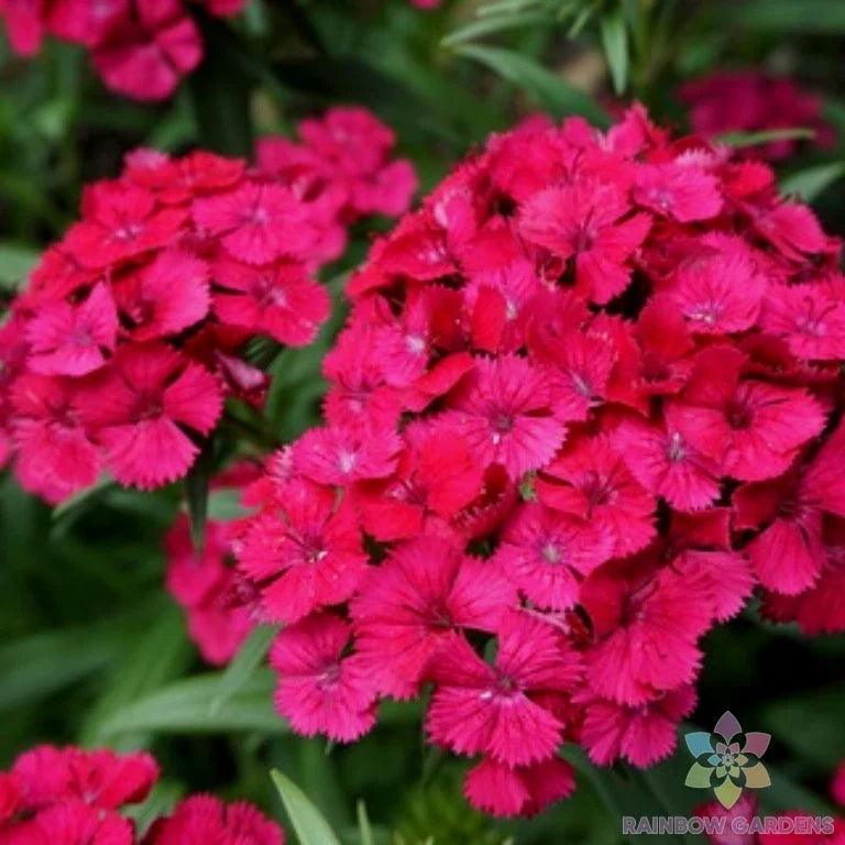 Jolt Cherry Carnation Seeds - 200+ Pack, Dianthus caryophyllus, Bright Red Flowers, Garden Planting, Annual, Easy Grow, USA Free Shipping