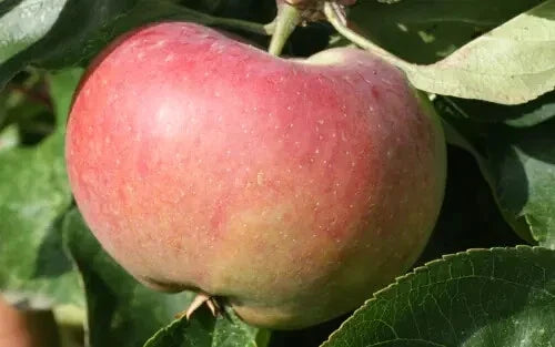 Ontario Apple Seeds - 25+ Malus domestica Heirloom Variety for Garden Planting, Non-GMO, USA