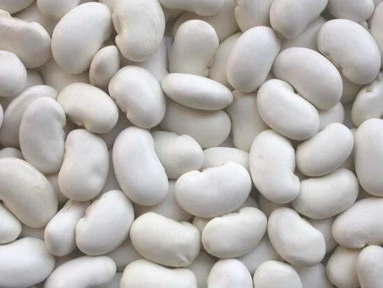 Kidney Bean Seeds - California White Organic Phaseolus vulgaris - 100 Pack