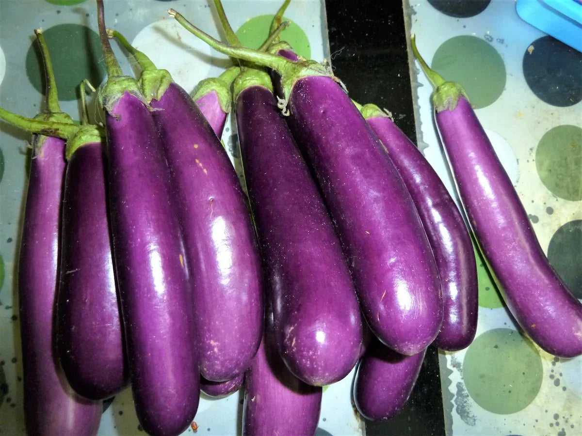 Long Purple Eggplant Seeds - 100+ Heirloom Organic Non-GMO Solanum melongena