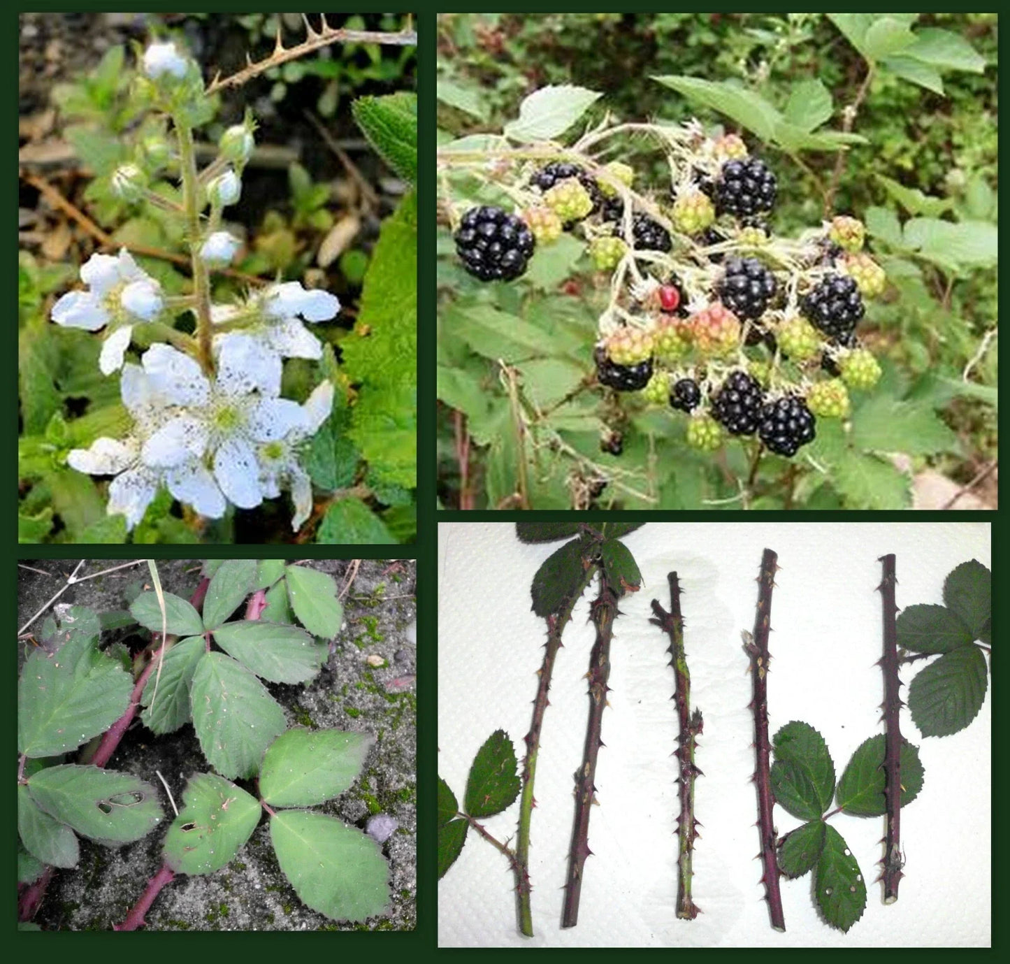 Blackberry Cane Cuttings – 5 Organic Thorned Rubus fruticosus Propagation Cuttings for Permaculture & Backyard Gardening