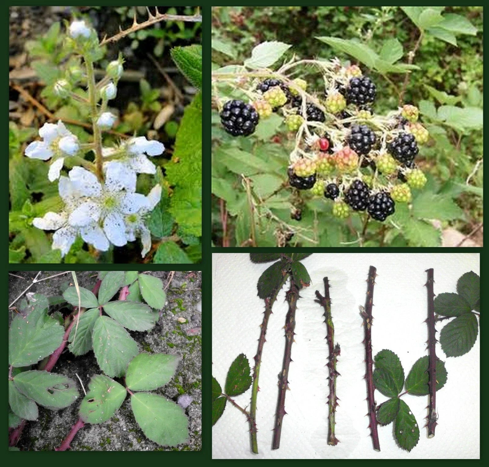 Blackberry Cane Cuttings – 5 Organic Thorned Rubus fruticosus Propagation Cuttings for Permaculture & Backyard Gardening