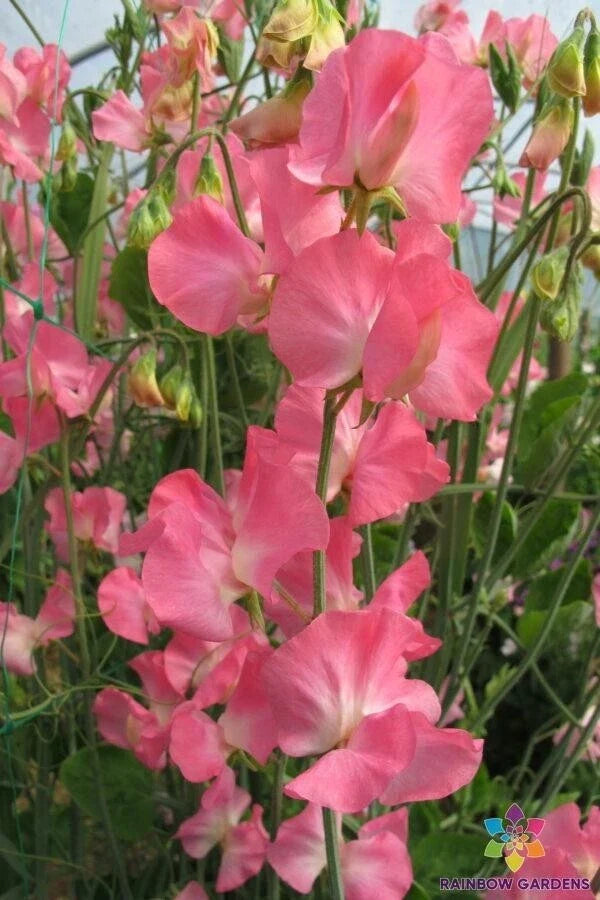 Mammoth Cream Pink Sweet Pea Seeds - Climbing Vine, Fragrant Flowers, Lathyrus odoratus, Garden Flower Seeds, USA