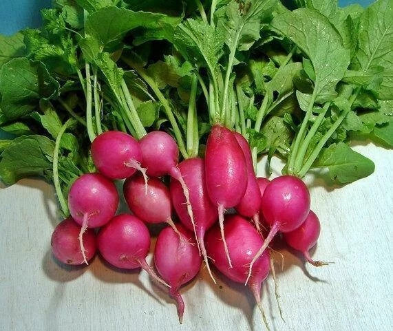 Champion Heirloom Radish Seeds – Non-GMO Organic Cherry-Red Fast Maturing 22 Days Raphanus sativus