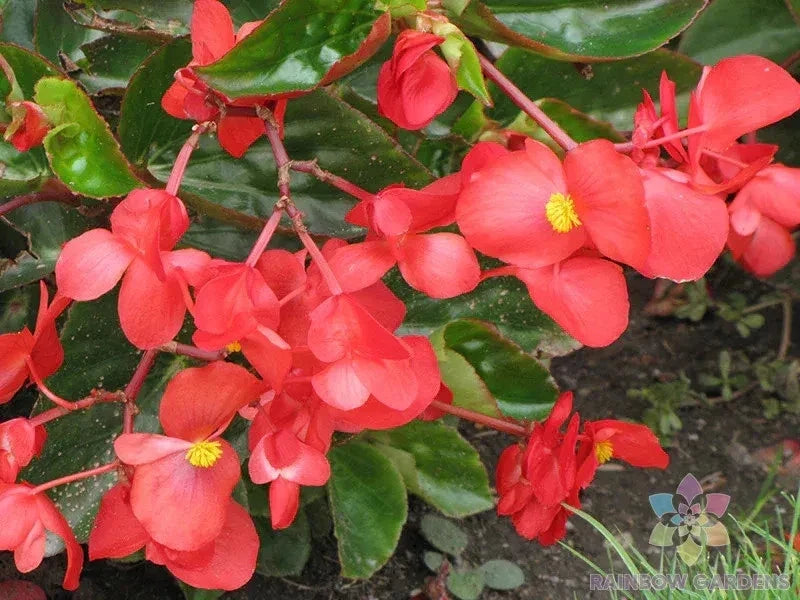 25+ Dragon Wing Begonia Seeds - Indoor/Outdoor Garden Planting - Begonia x benigoensis, Perennial, Vibrant Foliage