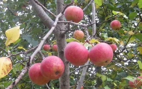 Malus sieversii Crabapple Seeds - 25+ Pack for Garden Planting, Heirloom Variety, USA Grown, Deciduous Tree Seeds