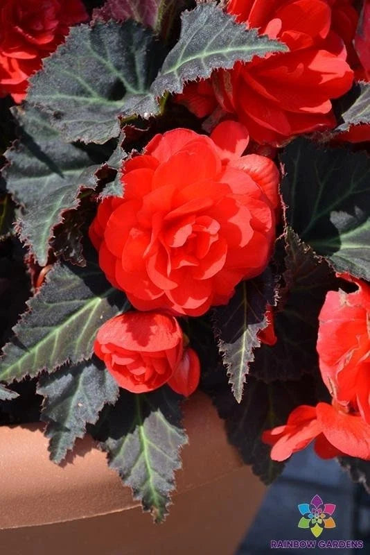 Mocca Cherry Begonia Seeds - 25+ Pack for Garden & Indoor Planting - Begonia x semperflorens-cultorum