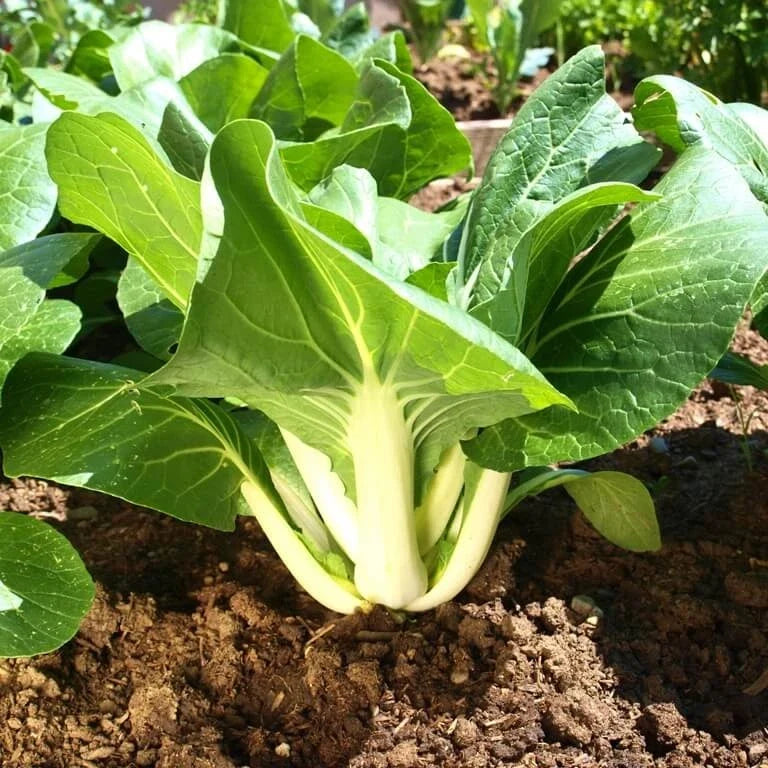 Large Bok Choy Seeds - White Stem Variety - Pak Choi, Pok Choy, Canton Joi - Brassica rapa var. chinensis