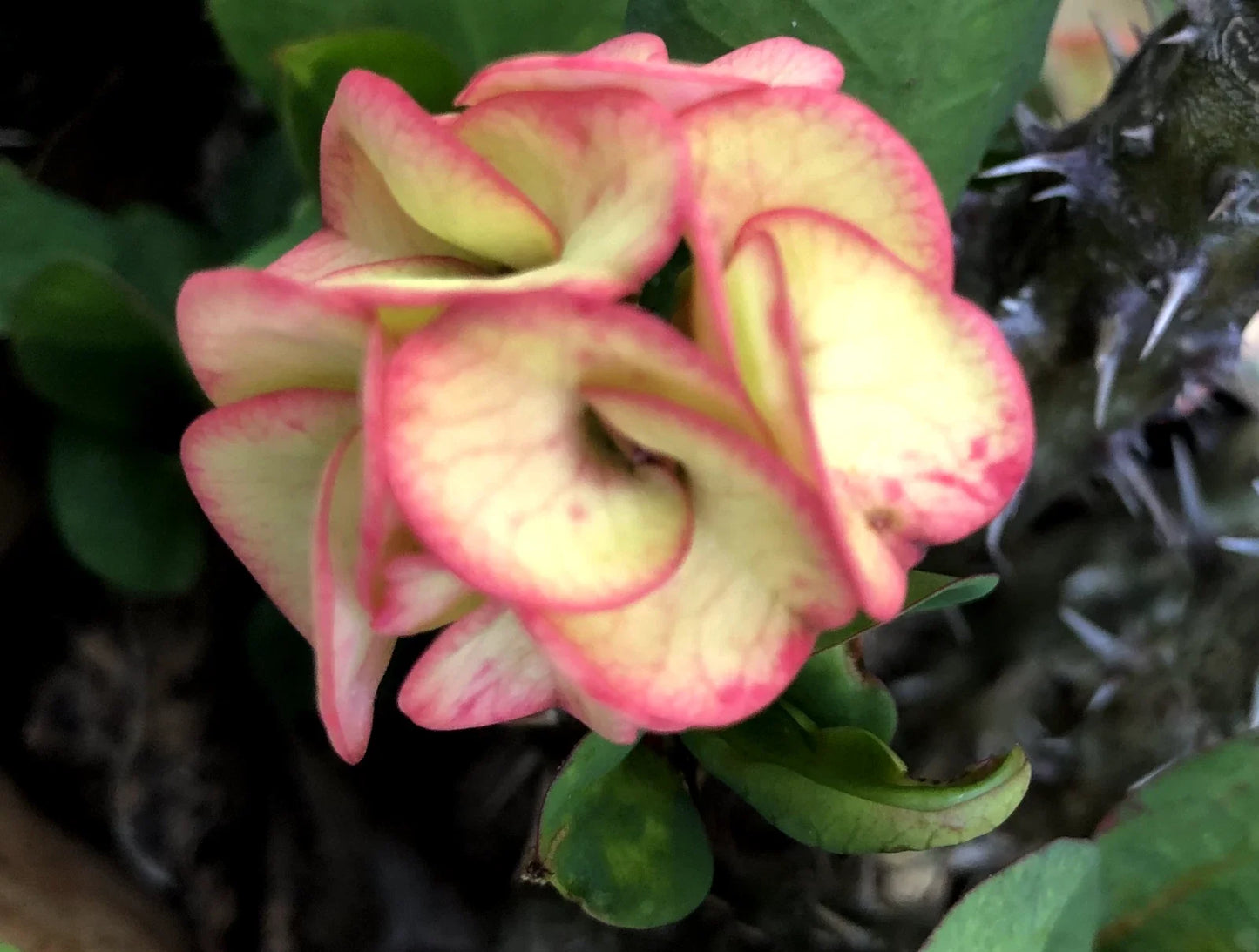 Rooted Crown of Thorns Cutting - Thai Hybrid Julia Euphorbia milii Succulent for Indoor & Outdoor Garden