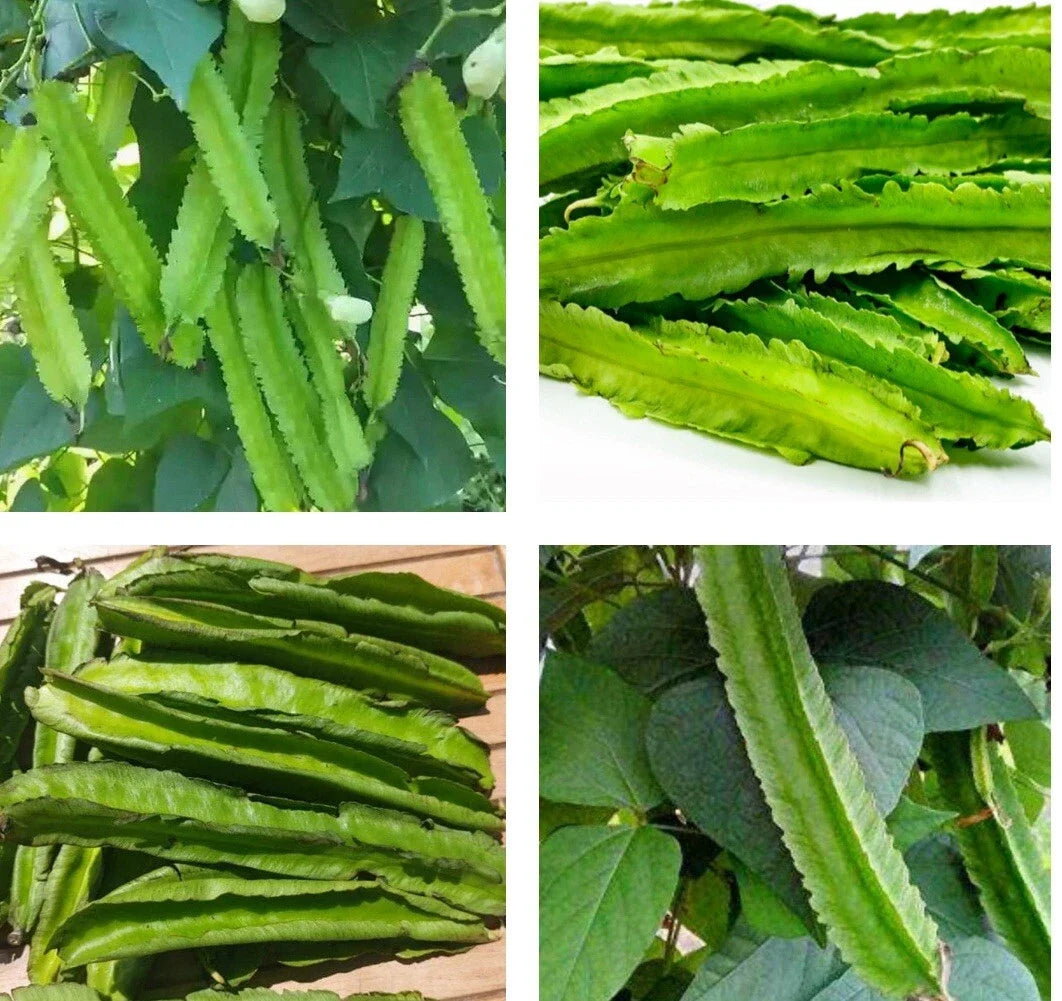 Winged Bean Seeds - 20+ Psophocarpus tetragonolobus, Climbing Vine, Edible Pods, Nutritious, Fast Germination, Free US Shipping
