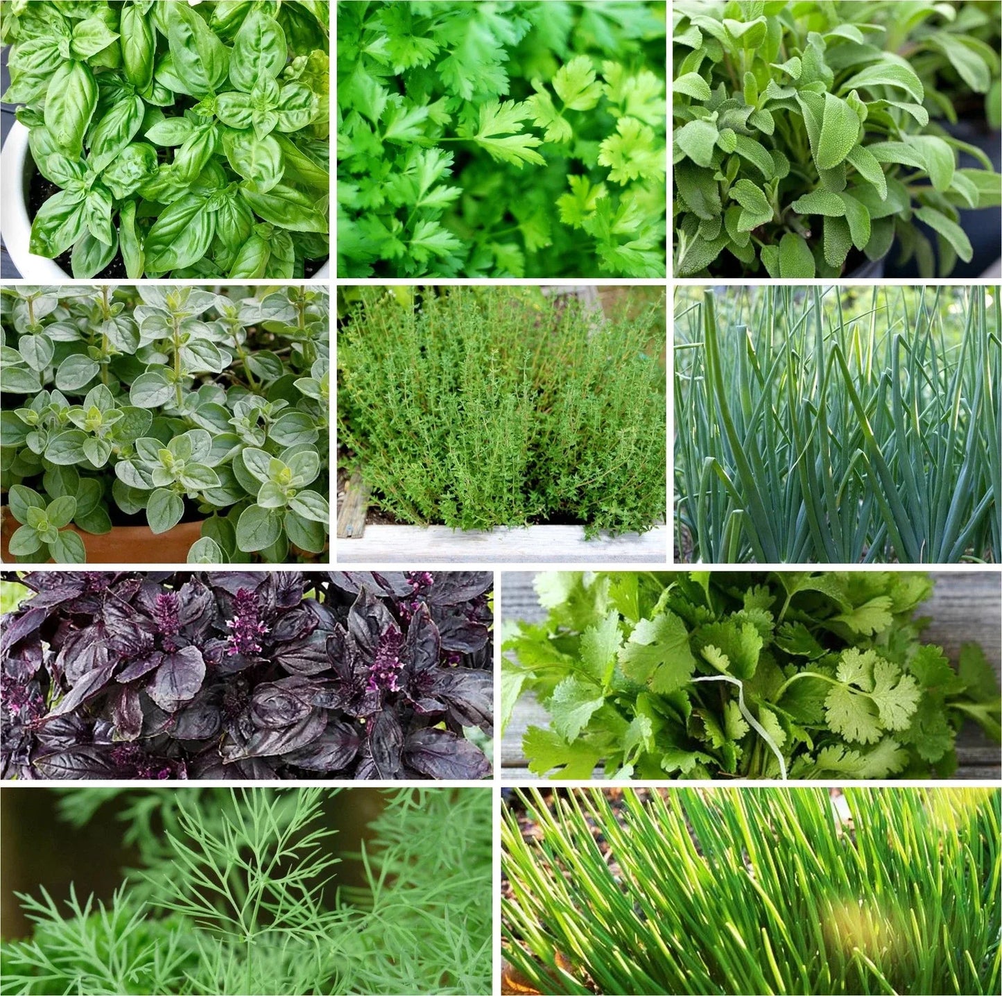 Herb Seeds Mix - 10 Pack Non-GMO Heirloom Culinary Herb Seeds for Garden Planting