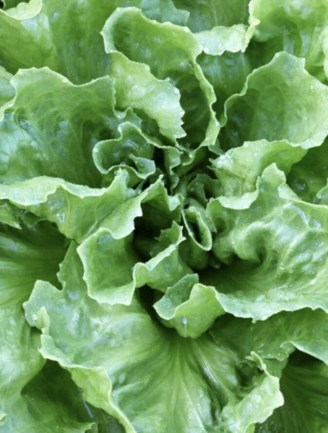 Endive Seeds 4,000 Count - Escarole & Batavian Broadleaf - Cichorium endivia - Non-GMO, Open-Pollinated, Leafy Green Seeds