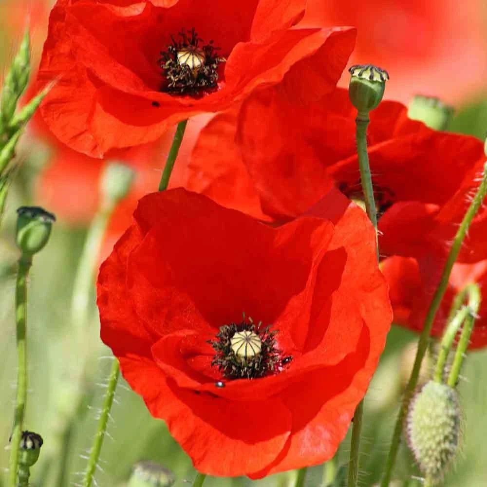 Red Corn Poppy Flower Seeds - 1000+ Annual Garden Seeds Papaver rhoeas Flanders Field