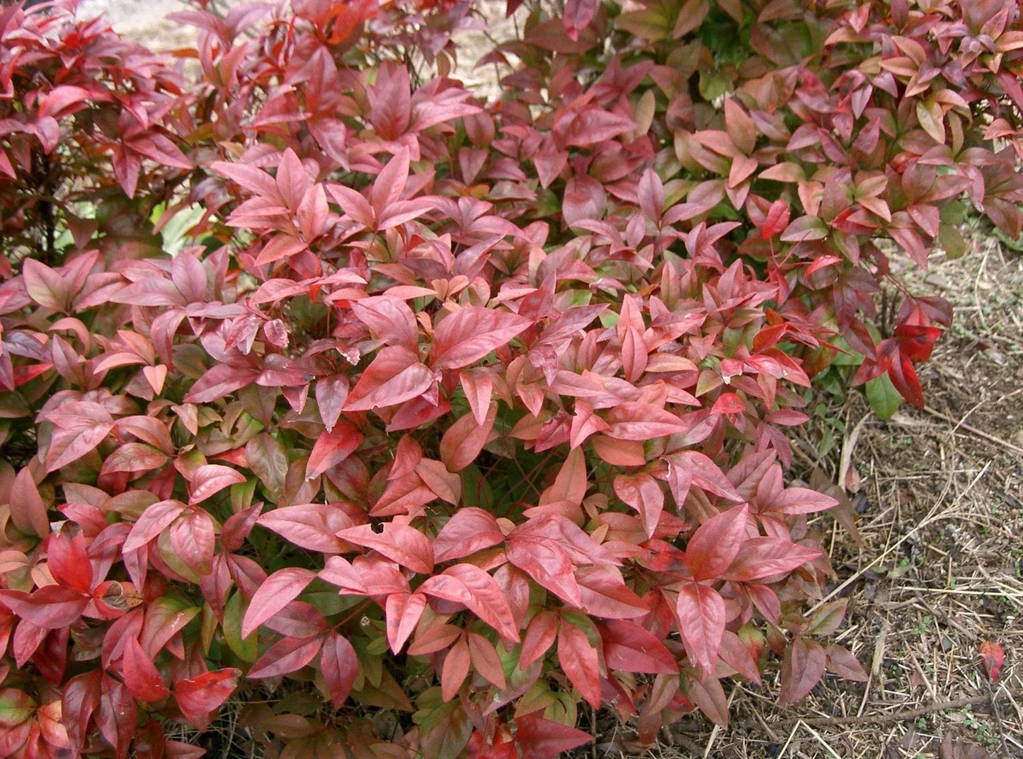 Heavenly Bamboo Seeds - 20 Pack Nandina domestica for Landscaping, Garden, Privacy Screens, Ornamental Foliage, Red Berries