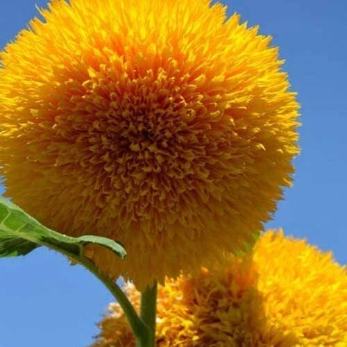 Teddy Bear Sunflower Seeds | 100+ Seeds | Double-Petaled Yellow Flowers | Helianthus annuus | Exotic Garden Flower