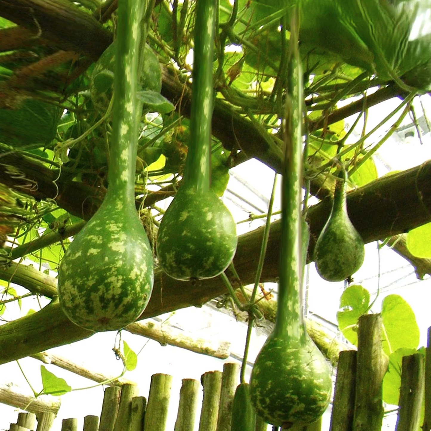 Long-Handled Dipper Gourd Seeds – Ornamental Climbing Vine for Crafting – Lagenaria siceraria – 20 Seeds