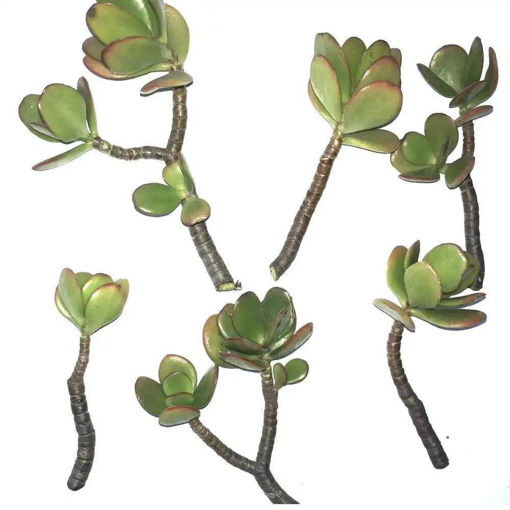 Jade Succulent Cuttings 2 Pack, Crassula ovata, Easy to Root, Fast Growing, Indoor & Outdoor Plant Propagation