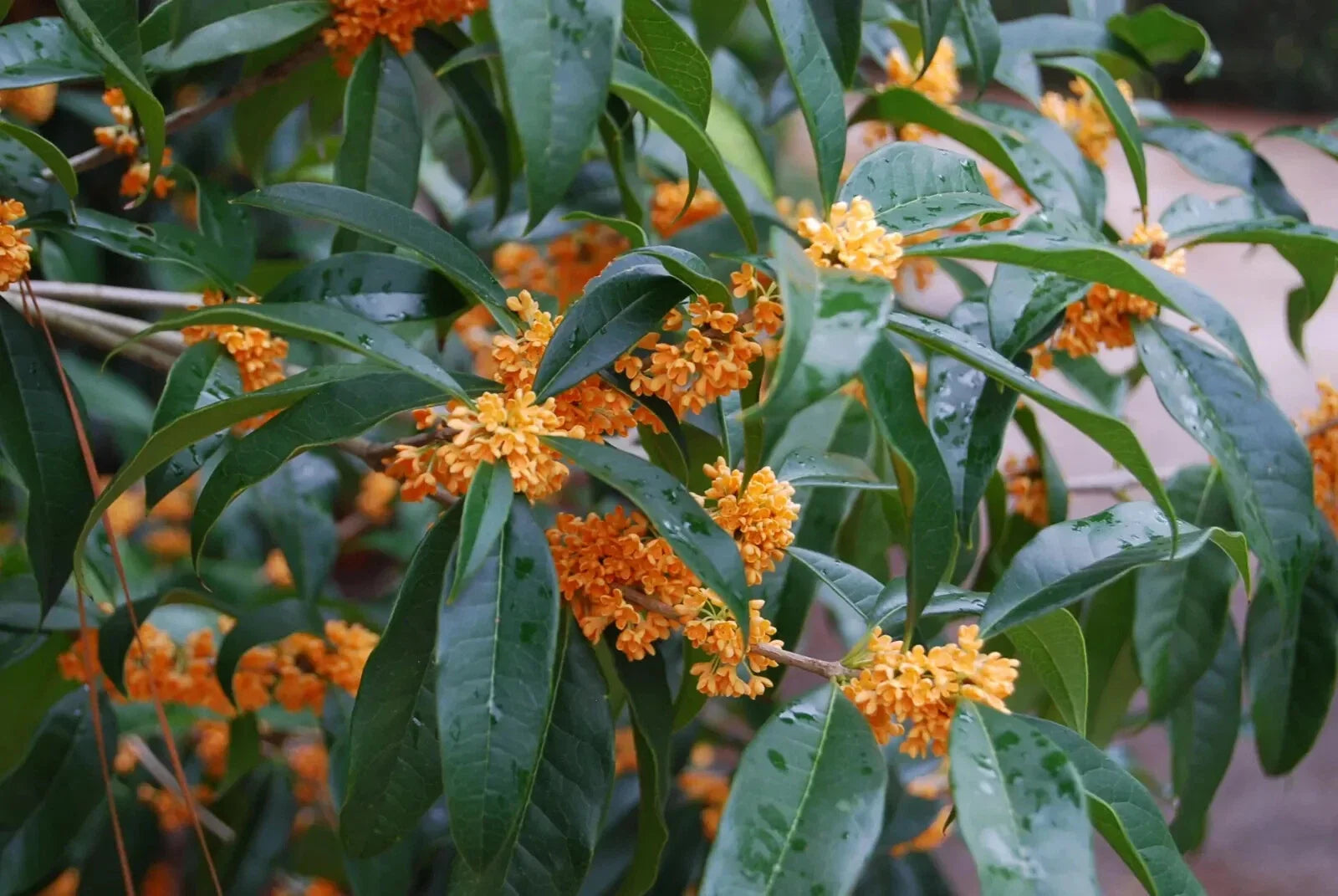 Fragrant Tea Sweet Olive Starter Plant - Osmanthus fragrans - Rooted Garden or Home Plant - Apricot Echo Variety