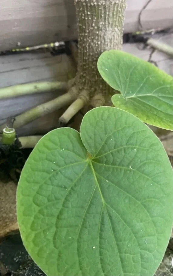 Piper Auritum Plants – 2 Root Beer Pepperleaf Herb – Aromatic Mexican Pepperleaf – Culinary Herb for Indoor Outdoor Gardens