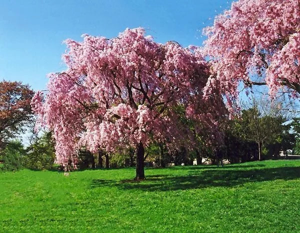 Live Japanese Pink Weeping Cherry Tree - 20 Inch Strong Rooted Prunus serrulata