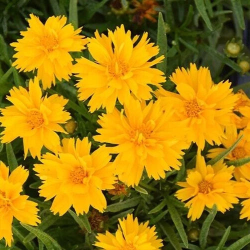 Coreopsis Seeds - 15 Pack - 'Double the Sun' Bright Yellow Blooms - Coreopsis grandiflora Perennial for Garden Planting