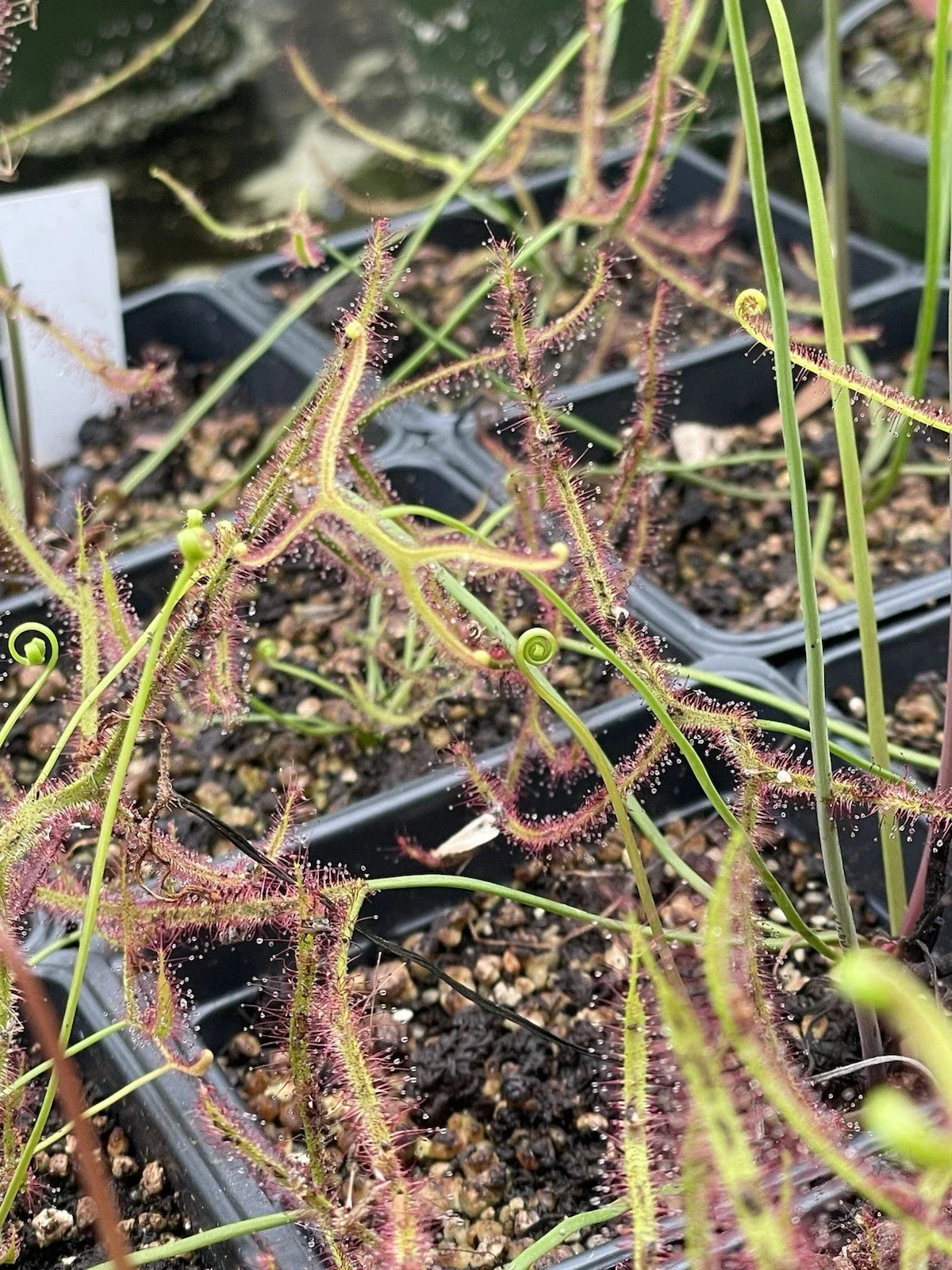 Drosera Binata - Live Bare Root Carnivorous Plant with Staghorn Leaves, Insect-Trapping, Herbaceous Perennial