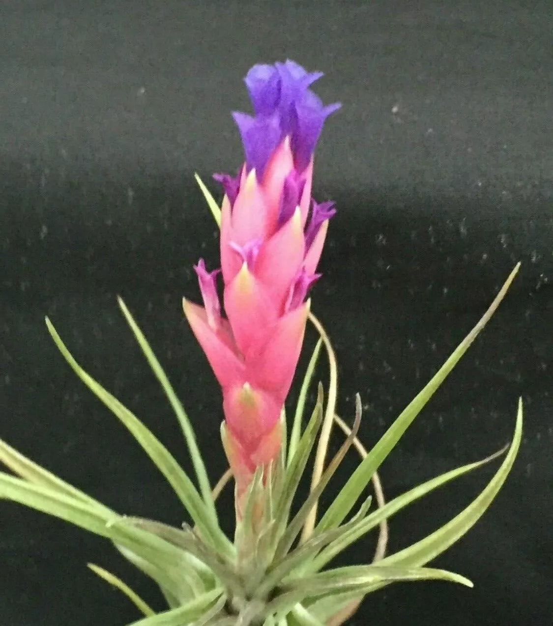 Tillandsia aeranthos Air Plant - Cold Hardy Bromeliad - Compact, Vibrant Green, Low Maintenance, Indoor & Outdoor Display