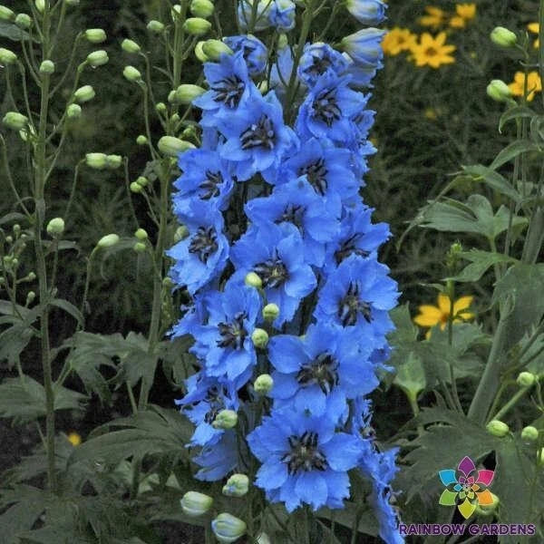 Moonlight Blues Delphinium Seeds - 200+ Perennial Flower Seeds for Garden Borders & Cut Flowers - Delphinium elatum