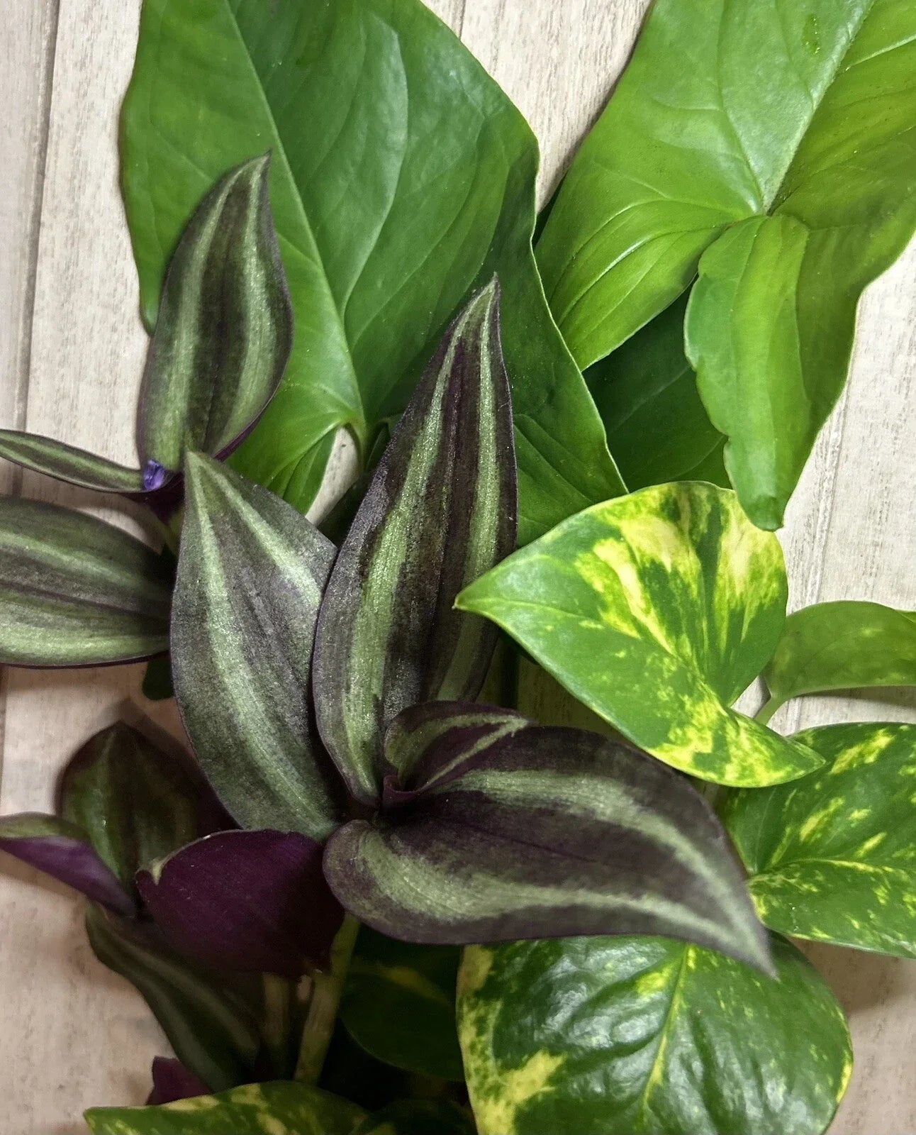 Rooted Plant Cuttings - Wandering Jew, Arrowhead Vine, Pothos - Tradescantia zebrina, Syngonium podophyllum, Epipremnum aureum