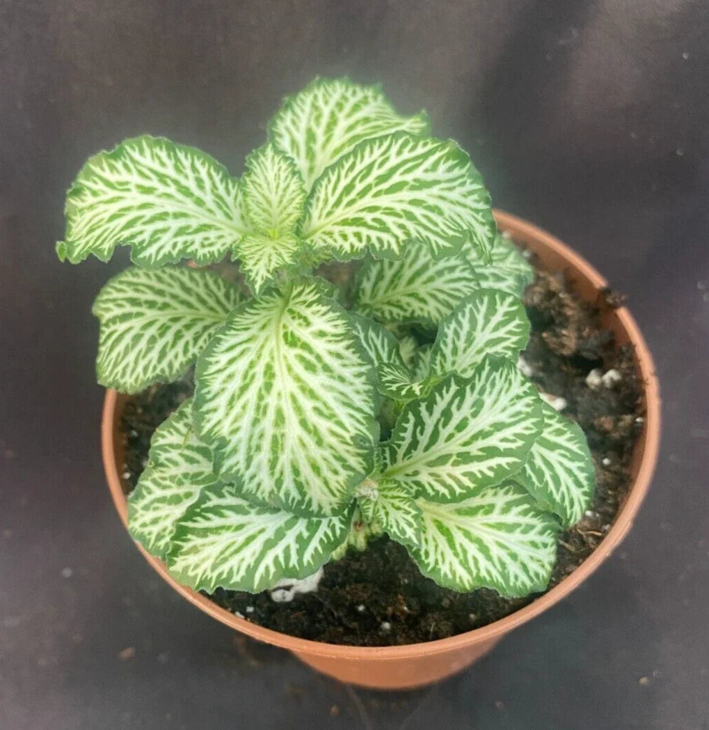 Fittonia White Tiger Houseplant in 3" Pot, White-Veined Foliage, Indoor Decorative Plant, Fittonia albivenis