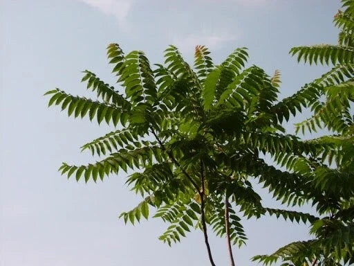 Tree of Heaven Seeds - 20 Pack, Ailanthus altissima, Bonsai & Outdoor Tree, Fast-Growing, Resilient, Wildlife Attracting Seeds