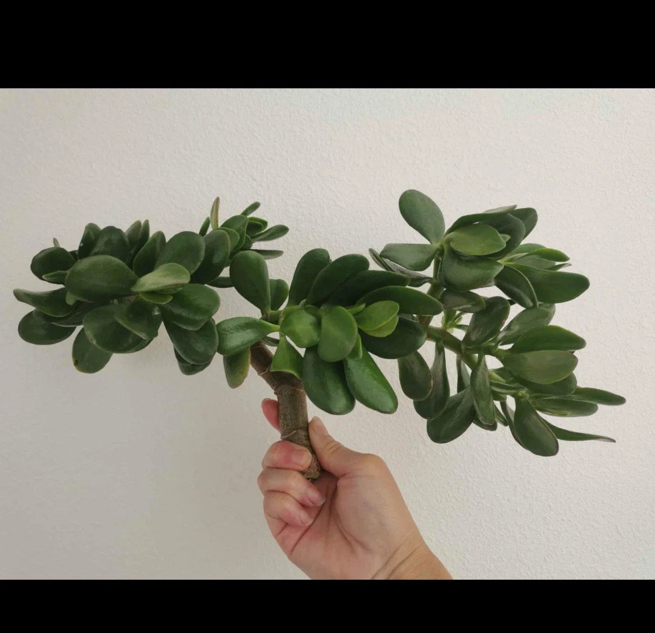 Succulent Plant Thick Cutting Crassula ovata Jade Plant, 0.75-1 Inch, Indoor Garden, Easy Care, Pet Safe, Two Pieces