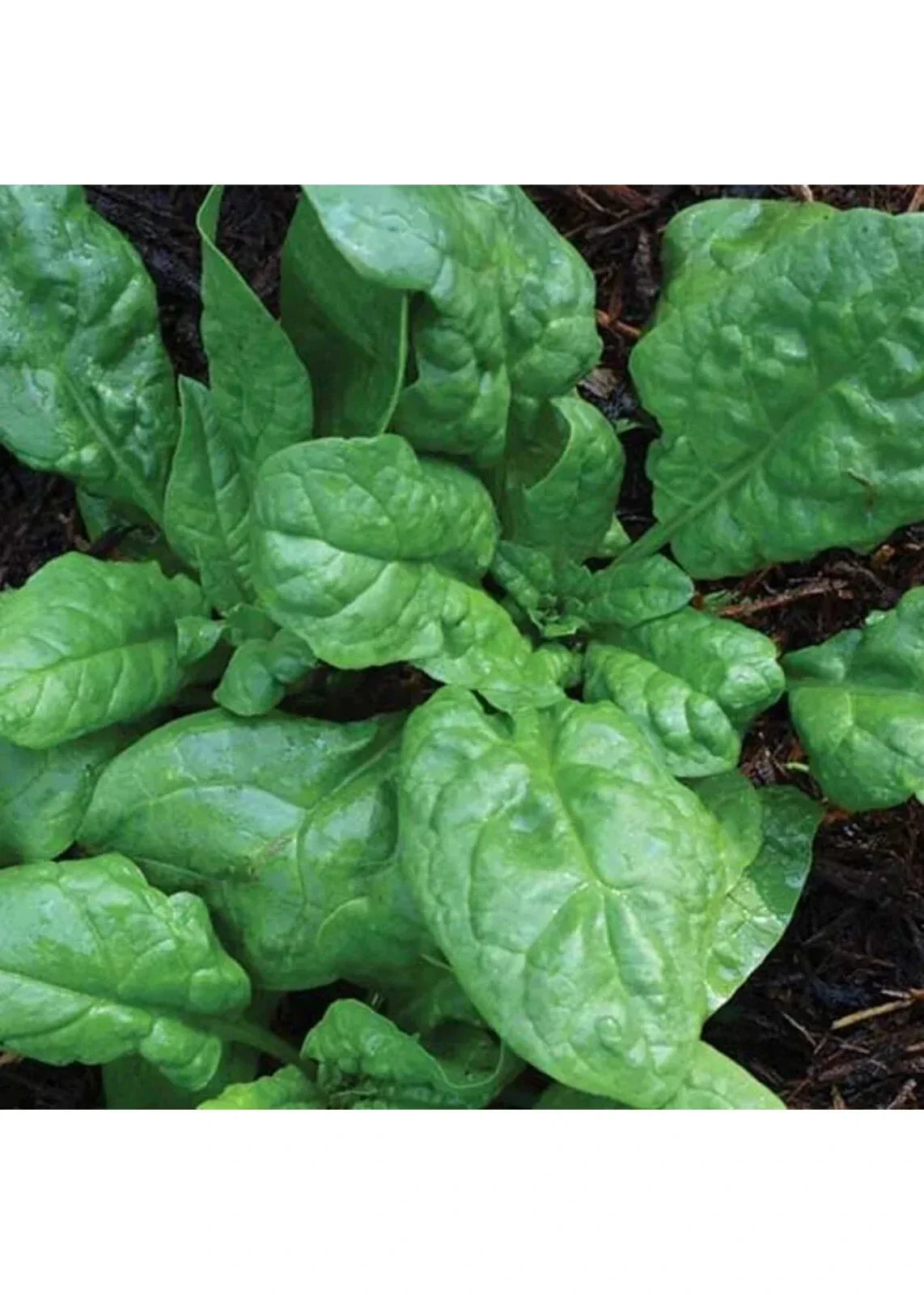Non-GMO America Spinach Seeds - Heat Tolerant Smooth Leaf (Spinacia oleracea)