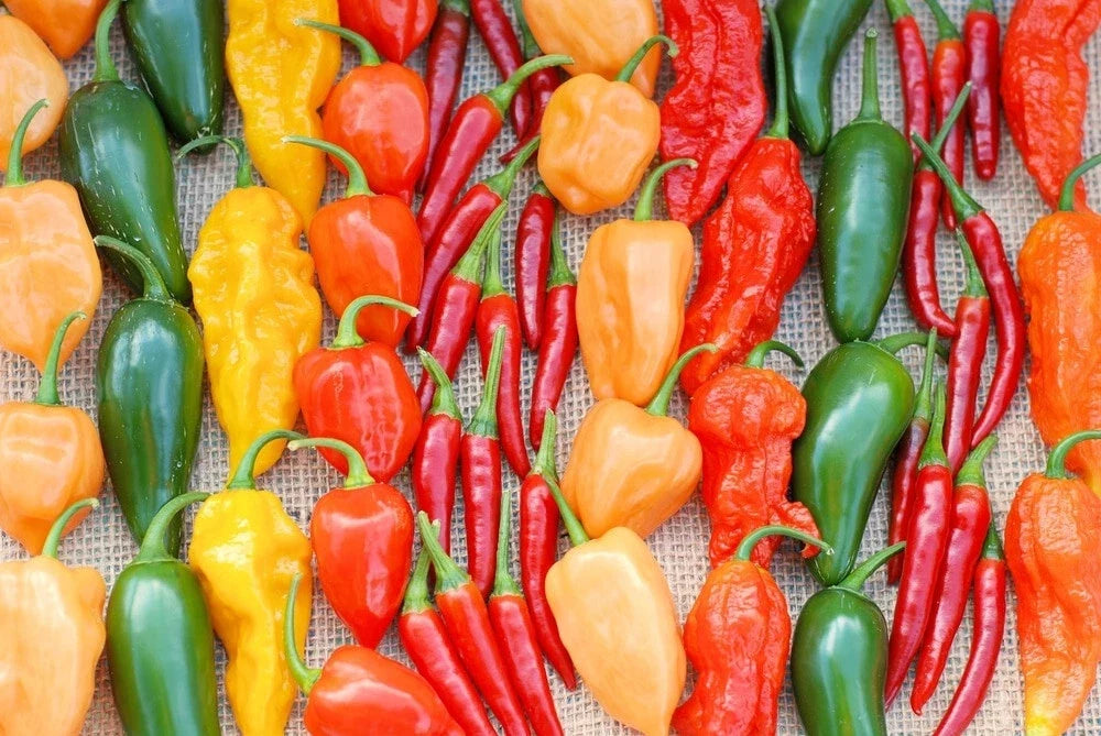 Hot Pepper Seeds Mix 1000 Seeds Multi-Color Annuum Habanero Jalapeno Serrano Cayenne Garden Seeds
