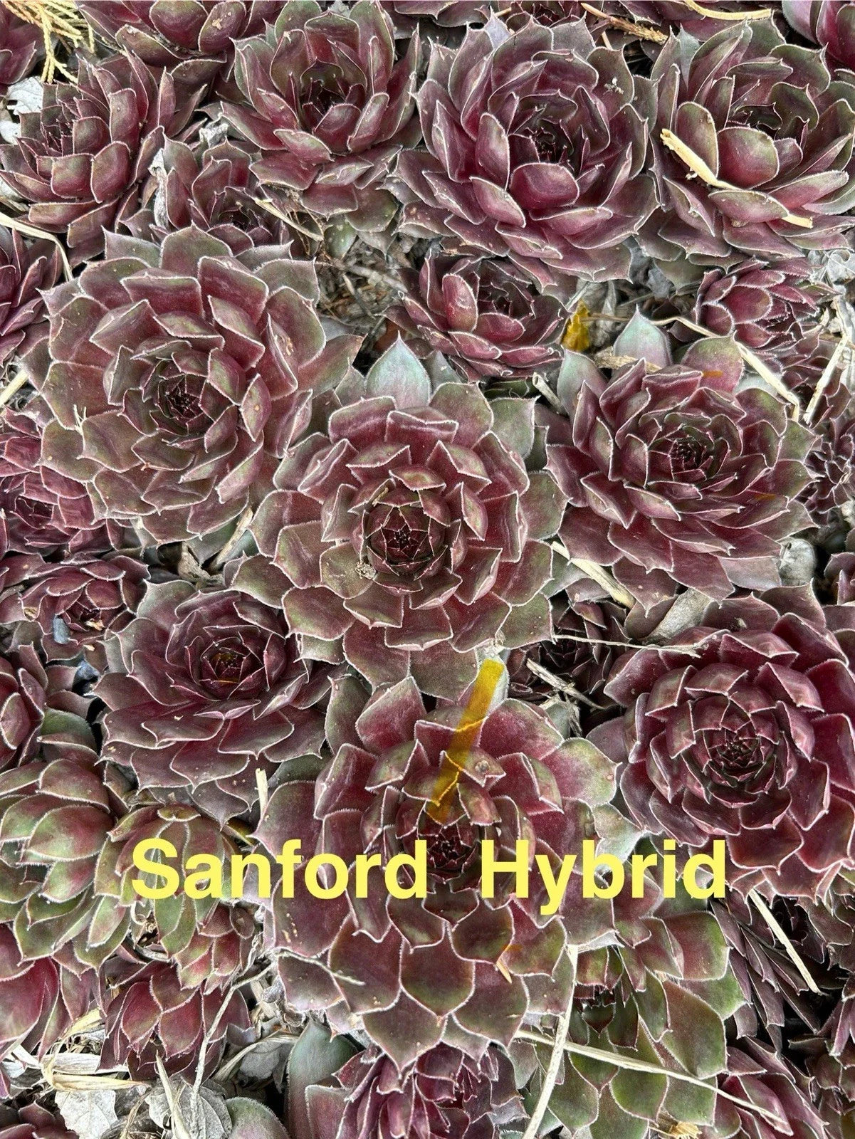 Live Succulents - 15 Sanford Hybrid Hens and Chicks Sempervivum for Zones 4-8, Hardy Perennials, Rock Garden & Pot Plants